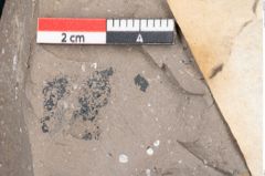 Foto (Detailansicht) von Quercus drymeja Unger (NHMW-GEO-2024-0188-7971)